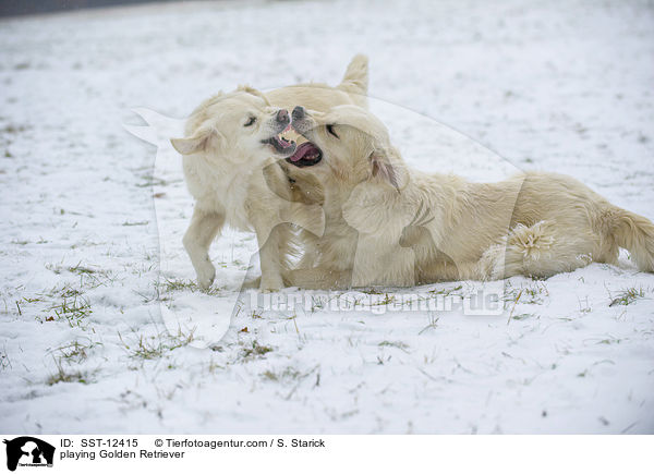 playing Golden Retriever / SST-12415