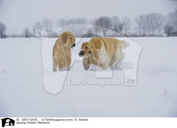 playing Golden Retriever / SST-12435