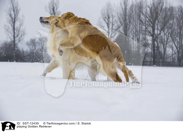 playing Golden Retriever / SST-12439