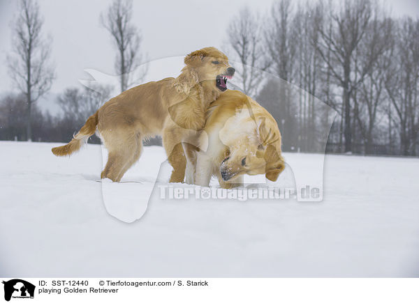 playing Golden Retriever / SST-12440