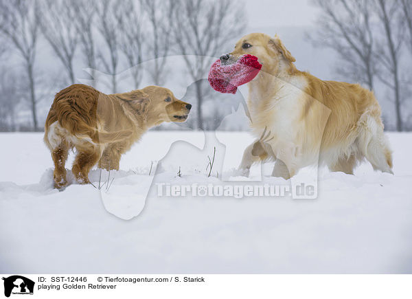 playing Golden Retriever / SST-12446