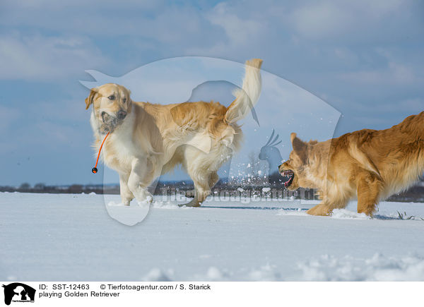 playing Golden Retriever / SST-12463