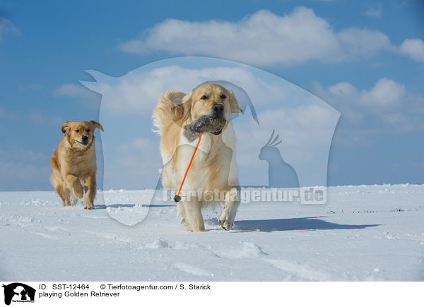 playing Golden Retriever / SST-12464