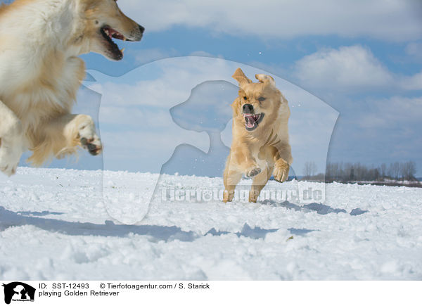 playing Golden Retriever / SST-12493