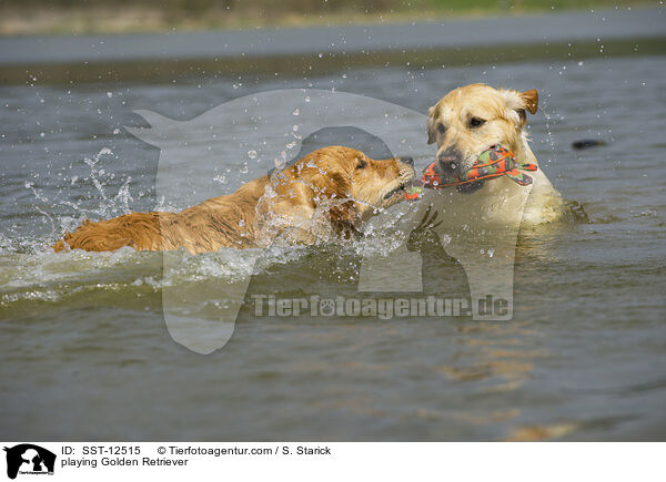 playing Golden Retriever / SST-12515