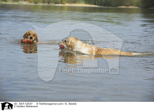 2 Golden Retrievers / SST-12537