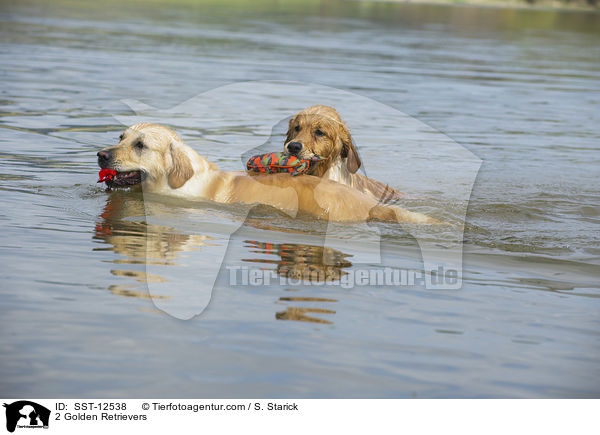2 Golden Retrievers / SST-12538