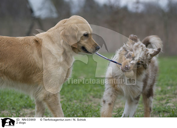 2 dogs / NN-03969