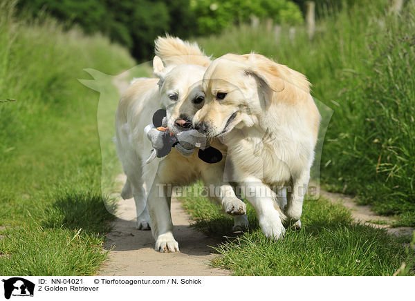 2 Golden Retriever / NN-04021