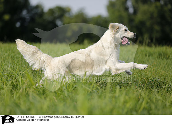 running Golden Retriever / RR-55356