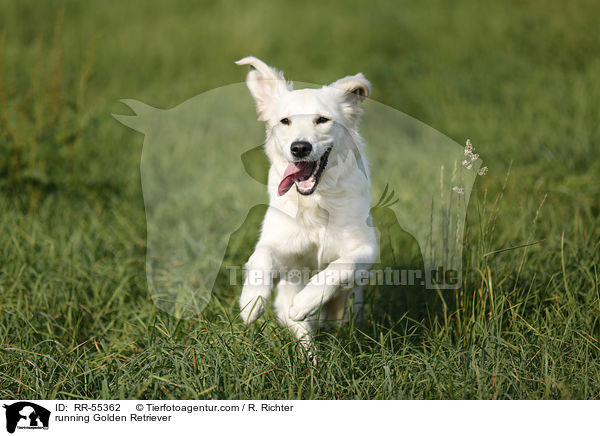 running Golden Retriever / RR-55362