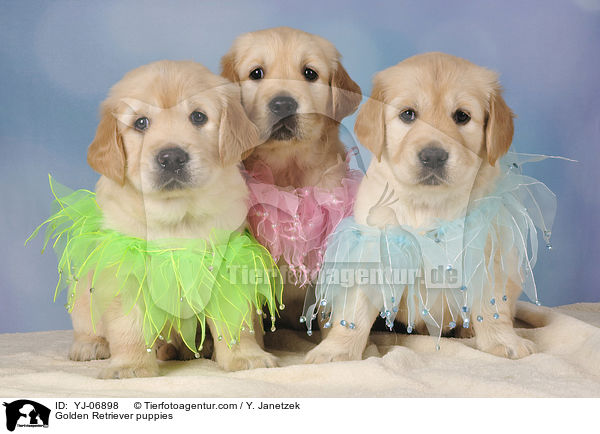 Golden Retriever Welpen / Golden Retriever puppies / YJ-06898