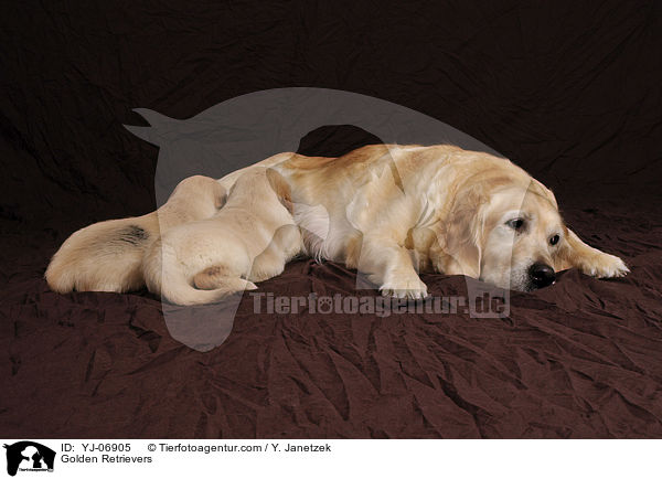 Golden Retriever / Golden Retrievers / YJ-06905