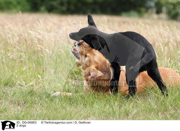 2 dogs / DG-06863