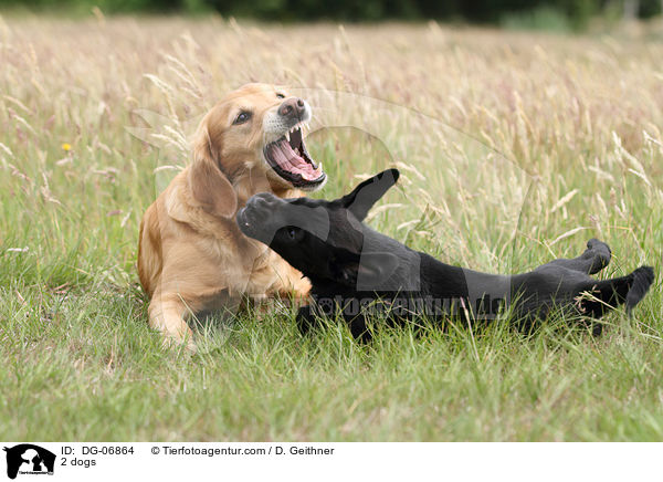2 dogs / DG-06864