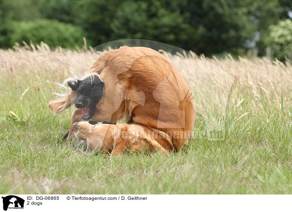 2 dogs / DG-06865
