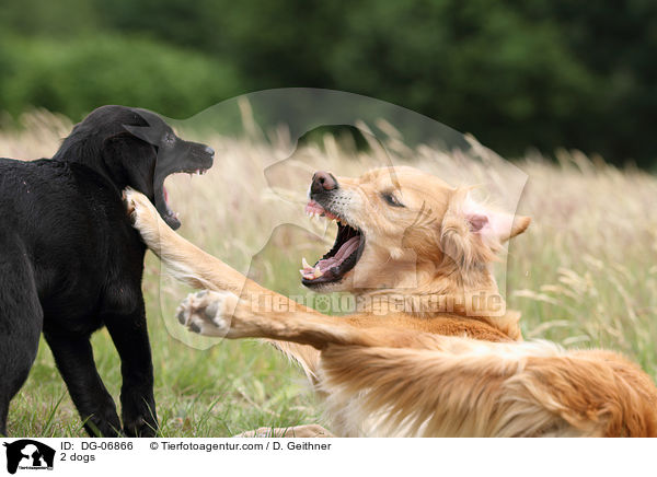 2 dogs / DG-06866
