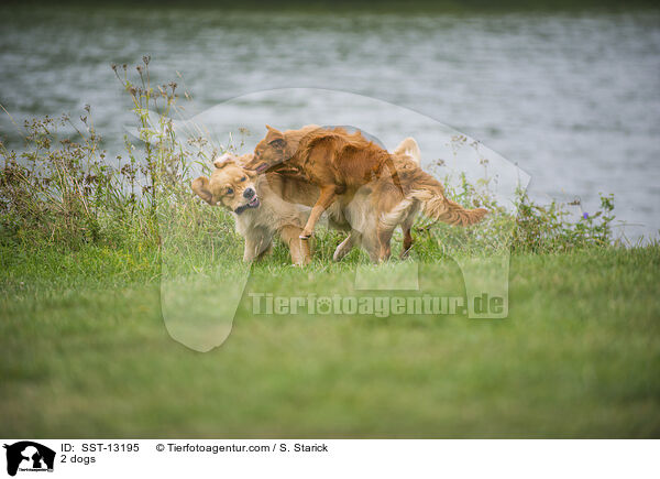 2 dogs / SST-13195