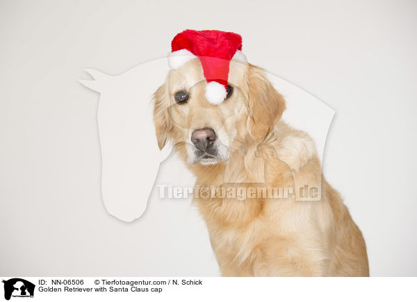 Golden Retriever mit Weihnachtsmtze / Golden Retriever with Santa Claus cap / NN-06506