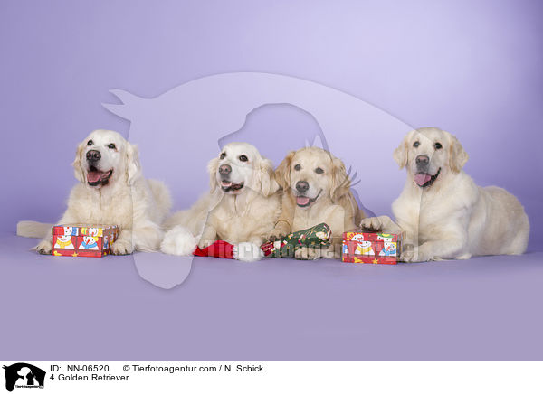 4 Golden Retriever / 4 Golden Retriever / NN-06520