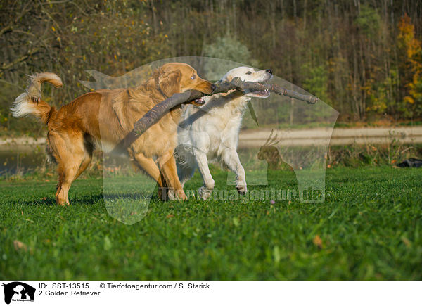 2 Golden Retriever / SST-13515