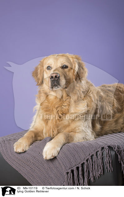 liegender Golden Retriever / lying Golden Retriever / NN-10119