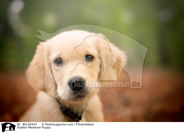 Golden Retriever Welpe / Golden Retriever Puppy / BS-05447