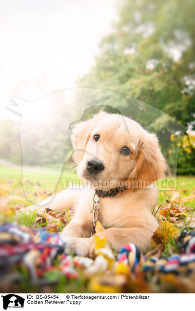 Golden Retriever Welpe / Golden Retriever Puppy / BS-05454