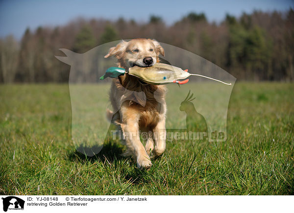 retrieving Golden Retriever / YJ-08148