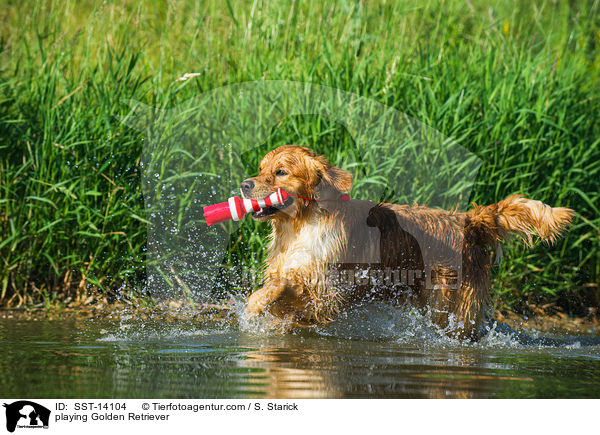 spielender Golden Retriever / playing Golden Retriever / SST-14104