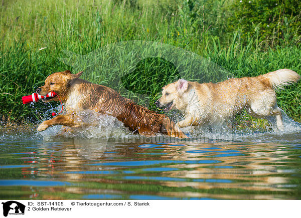 2 Golden Retriever / 2 Golden Retriever / SST-14105