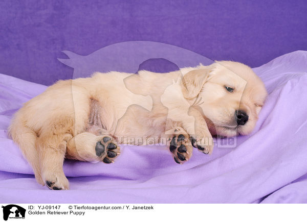 Golden Retriever Welpe / Golden Retriever Puppy / YJ-09147