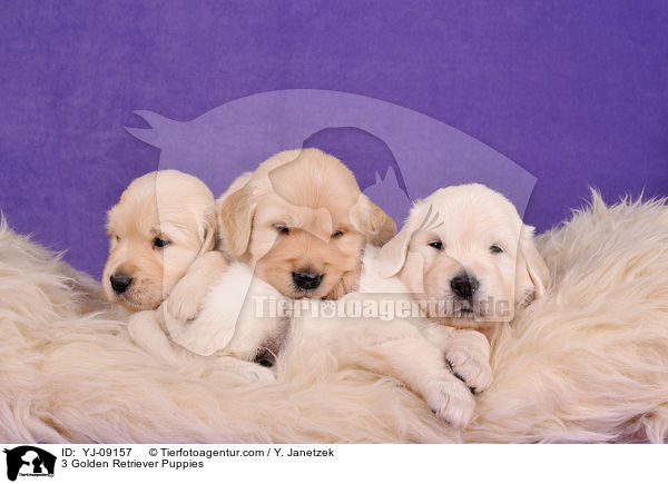 3 Golden Retriever Welpen / 3 Golden Retriever Puppies / YJ-09157