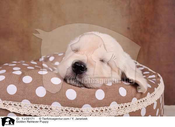 Golden Retriever Welpe / Golden Retriever Puppy / YJ-09171