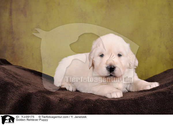Golden Retriever Welpe / Golden Retriever Puppy / YJ-09175