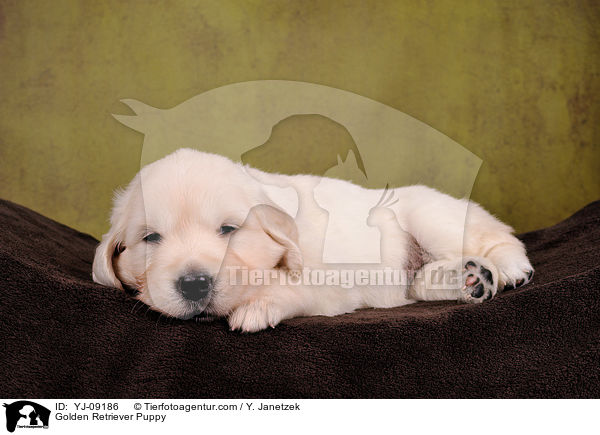 Golden Retriever Welpe / Golden Retriever Puppy / YJ-09186