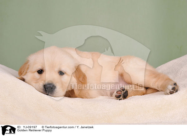 Golden Retriever Welpe / Golden Retriever Puppy / YJ-09197