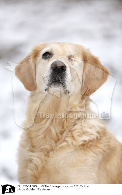 blinder Golden Retriever / blinde Golden Retriever / RR-64503