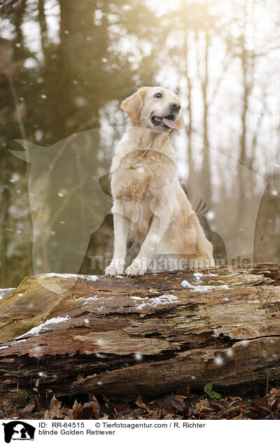 blinder Golden Retriever / blinde Golden Retriever / RR-64515