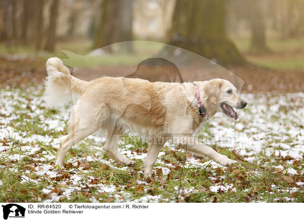 blinder Golden Retriever / blinde Golden Retriever / RR-64520