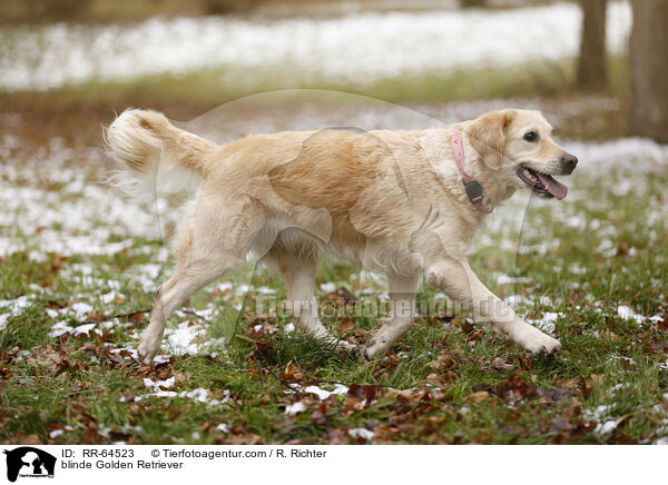 blinder Golden Retriever / blinde Golden Retriever / RR-64523