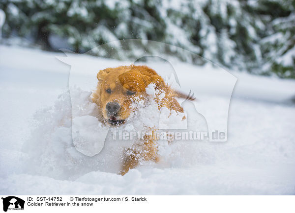 Golden Retriever in the snow / SST-14752