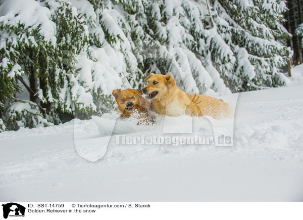 Golden Retriever in the snow / SST-14759