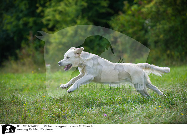 running Golden Retriever / SST-14938