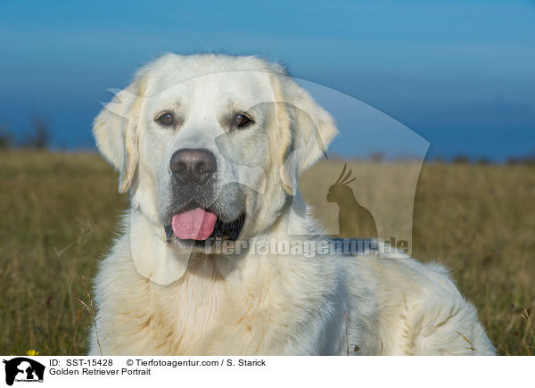 Golden Retriever Portrait / SST-15428