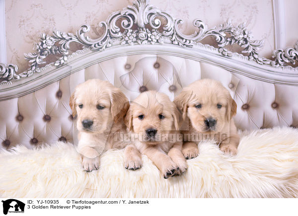 3 Golden Retriever Welpen / 3 Golden Retriever Puppies / YJ-10935