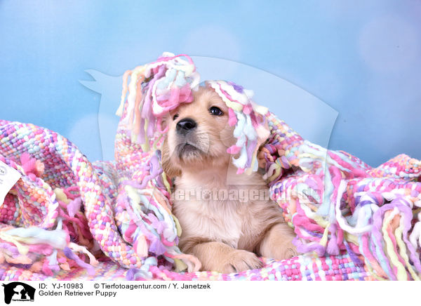 Golden Retriever Welpe / Golden Retriever Puppy / YJ-10983