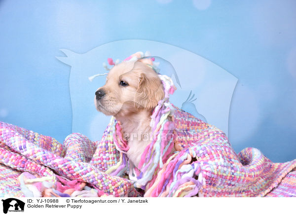 Golden Retriever Welpe / Golden Retriever Puppy / YJ-10988