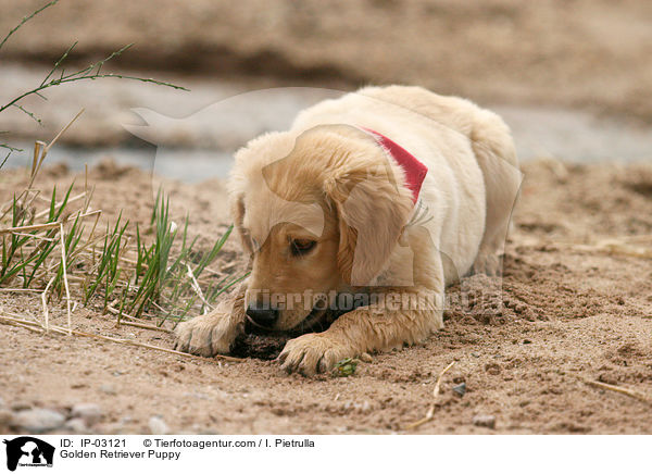 Golden Retriever Welpe / Golden Retriever Puppy / IP-03121