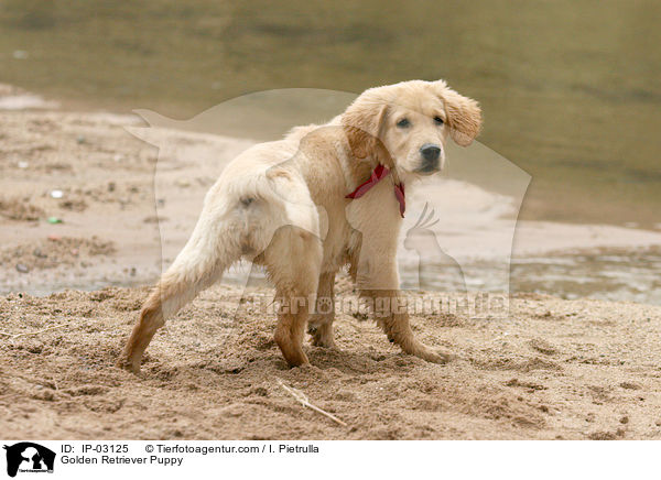 Golden Retriever Welpe / Golden Retriever Puppy / IP-03125